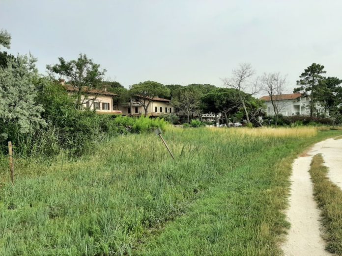 Pineta Miserocchi luglio 2022 (foto 2)