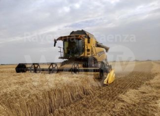 Cooperative Agricole Braccianti di Ravenna: si chiude un’annata complessa per i cereali. Unica eccezione l’orzo