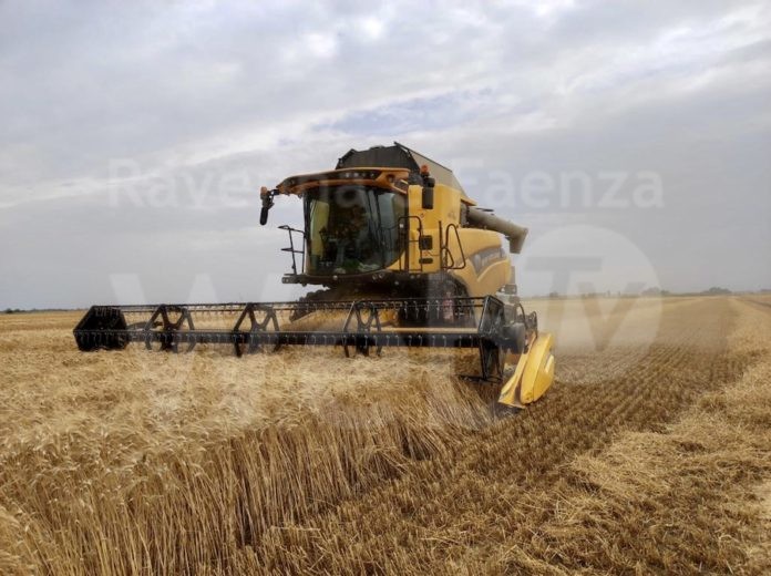 Raccolta cereali CAB Comprensorio Cervese