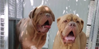 Enpa Faenza: Aggiornamento su Ivan, il cane abbandonato nel viale della stazione.