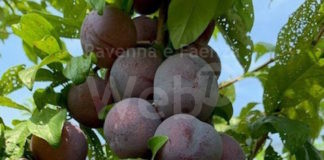 Agrintesa, sapore di Romagna: Arriva Tasty Sweet, la nuova susina premium