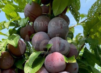 Agrintesa, sapore di Romagna: Arriva Tasty Sweet, la nuova susina premium