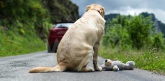 Dona la spesa: una raccolta dedicata agli animali abbandonati