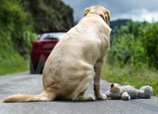 Dona la spesa: una raccolta dedicata agli animali abbandonati