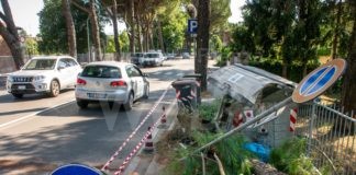 Cade un albero in viale degli Insorti e colpisce un furgone in transito