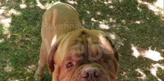 Boccone avvelenato: bonificata area cani a Godo