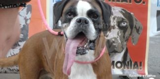 Amministrative: “L’Enpa Ravenna precisa”