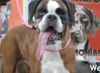 Enpa: “Dopo la pandemia, gli animali adottati al canile non sono più tornati indietro”