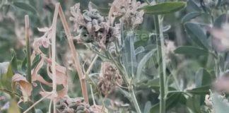 Invasione di cavallette in collina, a rischio i raccolti di erba medica e foraggio