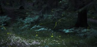 Lunedì sera al Festival Naturae una passeggiata guidata notturna in pineta