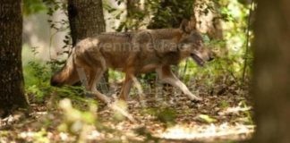 Attacchi lupi. Liverani (Lega): “Situazione fuori controllo, gli attacchi agli animali domestici aumentano”