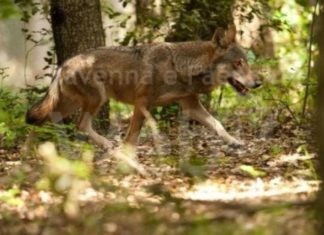 Lupi e fauna, 300mila euro di danni nelle Cab: «Controllo della fauna insufficiente»