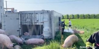 Peste suina africana, Coldiretti: Bene i fondi regionali per alzare il livello di biosicurezza