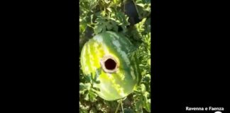 Frutta: Nutrie, gazze e lepri assaltano i raccolti