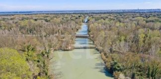 L’Ente Parco Delta ha avviato il prosciugamento di Punte Alberete per preservarne le caratteristiche vallive