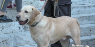 La proposta di Bertozzi (Fdi): “Unità cinofile a supporto della Polizia Locale”