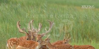 Daini, Mazzotti (Polizia Provinciale): Attualmente nella pineta di Classe sono 727 e i 9 lupi presenti non bastano a contenere la crescita