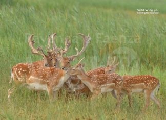 Italia Nostra: “Al via gli abbattimenti di daini nella Pineta di Classe ?”