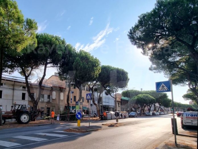 2022_08_08_pini abbattuti via Maggiore RA