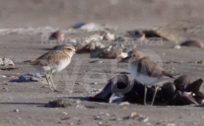 2022_08_11_pulli fratino Lido Dante_ph Willy Maurizio Cazzanti