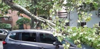 Altro albero caduto, Marina di Ravenna ferito 53enne travolto mentre era in bici