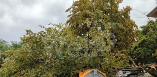 Maltempo: Ancora danni questa notte, grande albero caduto a Lugo