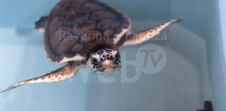 Boom di guarigioni al Cestha: nelle prossime settimane 20 rilasci di tartarughe