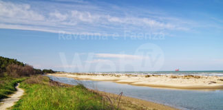 Festival Naturae: domani pomeriggio pedalata guidata “La luce viola del limonio” fino alla foce del Bevano