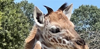 Ferragosto al Safari Ravenna: tra promozione speciale, nuove nascite e approfondimenti didattici!