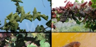 Settore vitivinicolo e patate, la Regione scrive al Governo chiedendo risorse e interventi per l’emergenza fitosanitaria