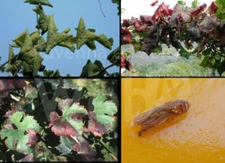 Settore vitivinicolo e patate, la Regione scrive al Governo chiedendo risorse e interventi per l’emergenza fitosanitaria