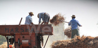 Al via la “Terza Festa del Grano” a Ravenna
