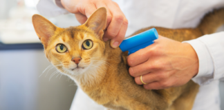 Microchip felino, Enpa: Una possibilità in più per ritrovare Micio