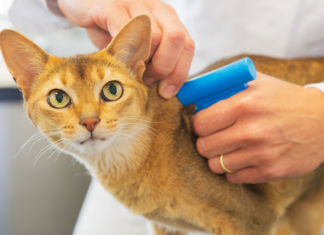 Microchip felino, Enpa: Una possibilità in più per ritrovare Micio