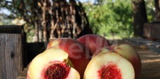 Massa Lombarda: al via l’undicesima edizione della festa “Buco incavato”