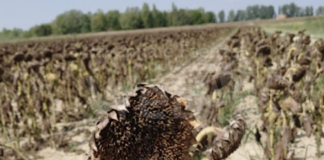 Legacoop: Colombacci e tortore devastano i campi di girasole nel ravennate