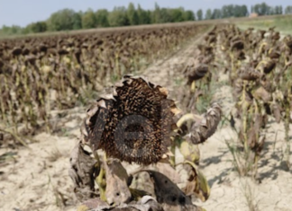Legacoop: Colombacci e tortore devastano i campi di girasole nel ravennate