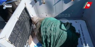 Dopo le cure, rilasciata in mare la tartaruga marina “Moby Dick”