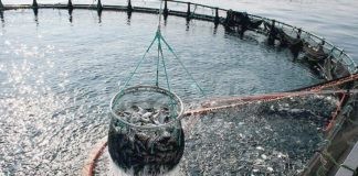 Allarme dell’Api: La siccità colpisce gli allevamenti di pesce