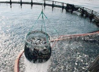 Allarme dell’Api: La siccità colpisce gli allevamenti di pesce