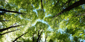 La «Giornata nazionale degli alberi» in tre eventi ad Alfonsine, Lugo e Bagnacavallo in novembre