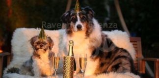 Oggi è la Giornata Mondiale del Cane: 3 motivi per celebrarla e come farlo