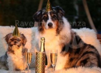 Oggi è la Giornata Mondiale del Cane: 3 motivi per celebrarla e come farlo