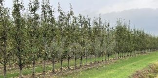 Maltempo, Coldiretti: Sos grandine nelle campagne