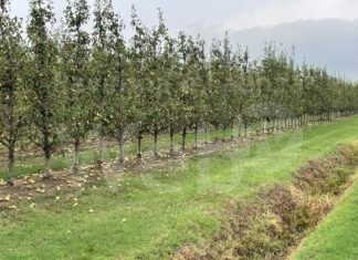 Maltempo, Coldiretti: Sos grandine nelle campagne