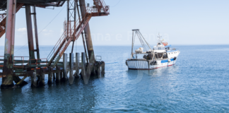 In via Zirardini omaggio alla Cozza selvaggia nei 14 manifesti in mostra