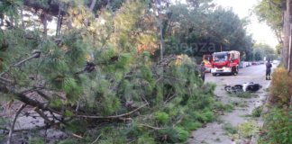 Marina Romea: cade pino sulla sede stradale colpendo motociclista