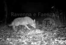 Lupi segnalati in pianura. Fdi: “Monitorare gli animali e l’uso delle armi da fuoco”. Lpra: “Prevenzione e indennizzi”