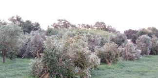 Maltempo e agricoltura. Attivata dalla Regione la piattaforma per la segnalazione danni agricoli per le zone colpite