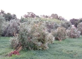 Maltempo e agricoltura. Attivata dalla Regione la piattaforma per la segnalazione danni agricoli per le zone colpite